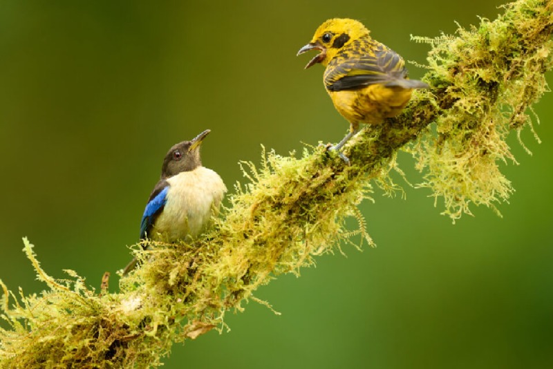 Tanager-fight-960x640.jpg