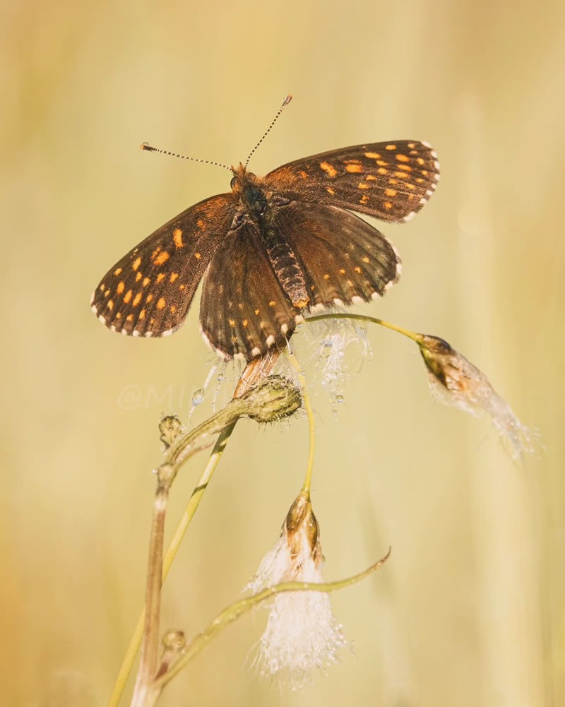 butterfly-macro-photography-michelle-gutjahr-02.jpg