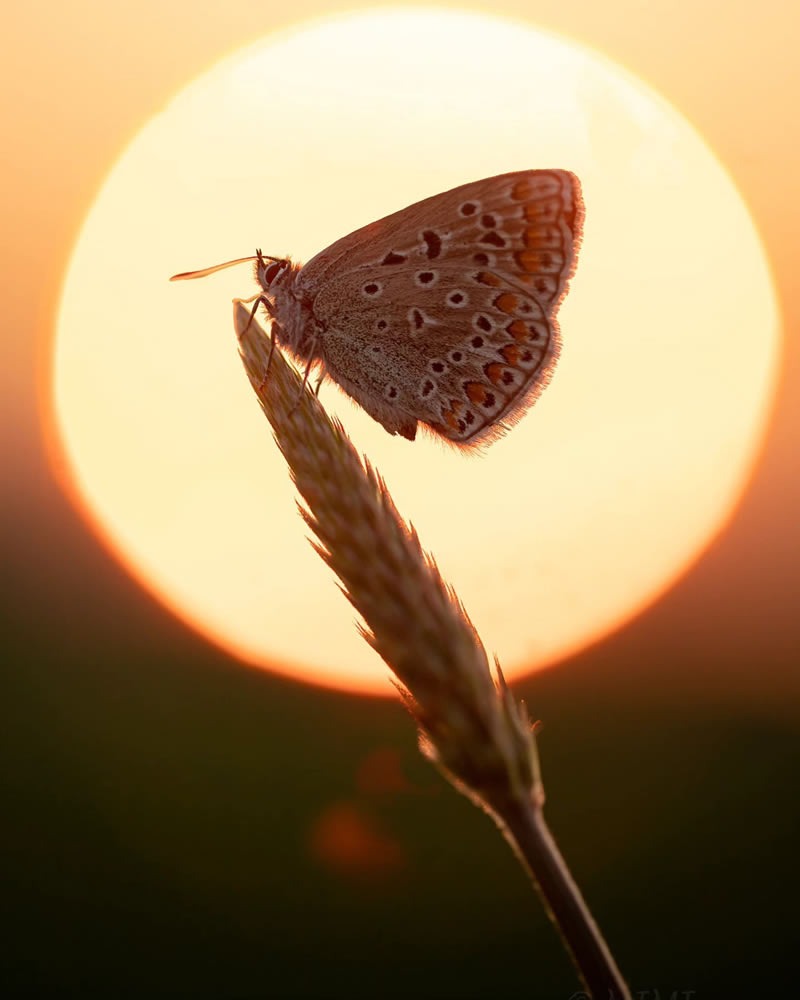 butterfly-macro-photography-michelle-gutjahr-03.jpg