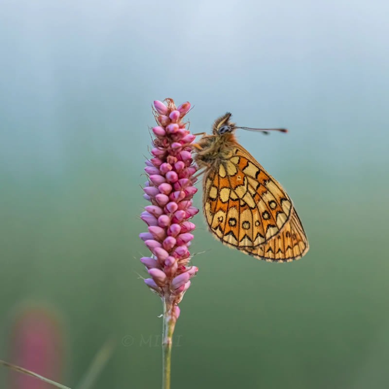 butterfly-macro-photography-michelle-gutjahr-04.jpg