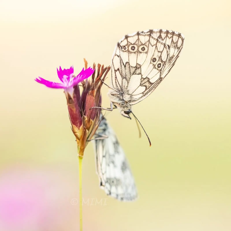 butterfly-macro-photography-michelle-gutjahr-05.jpg