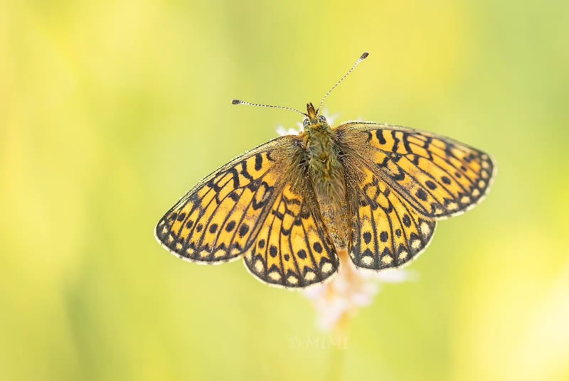 butterfly-macro-photography-michelle-gutjahr-07.jpg