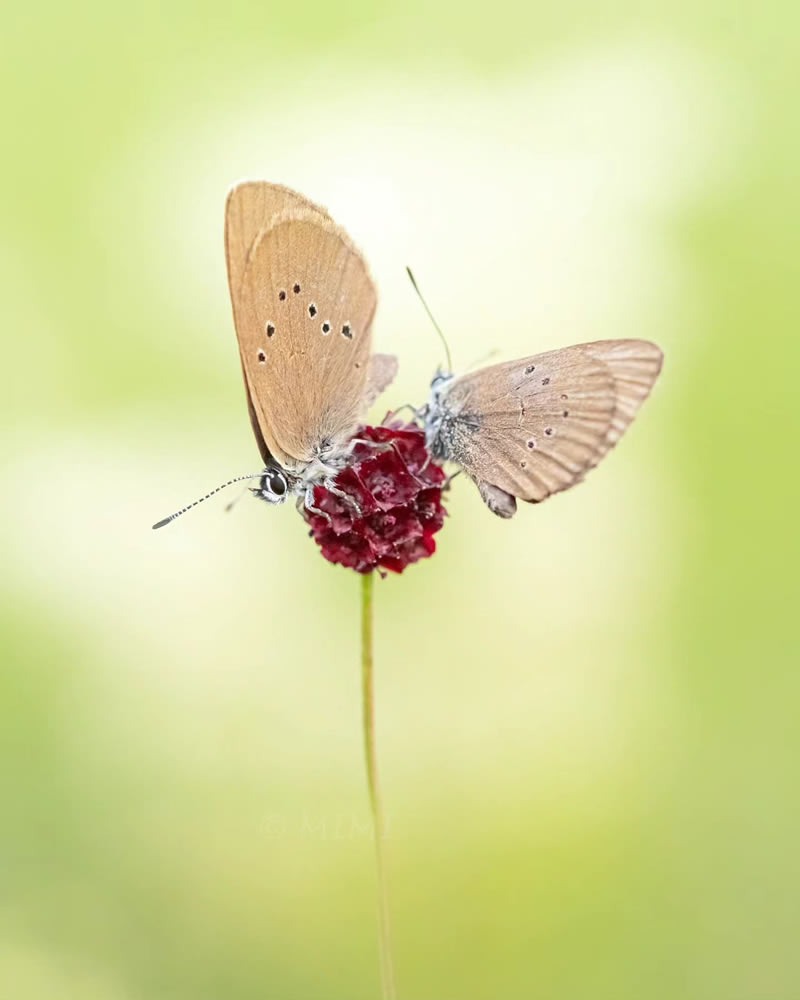 butterfly-macro-photography-michelle-gutjahr-08.jpg