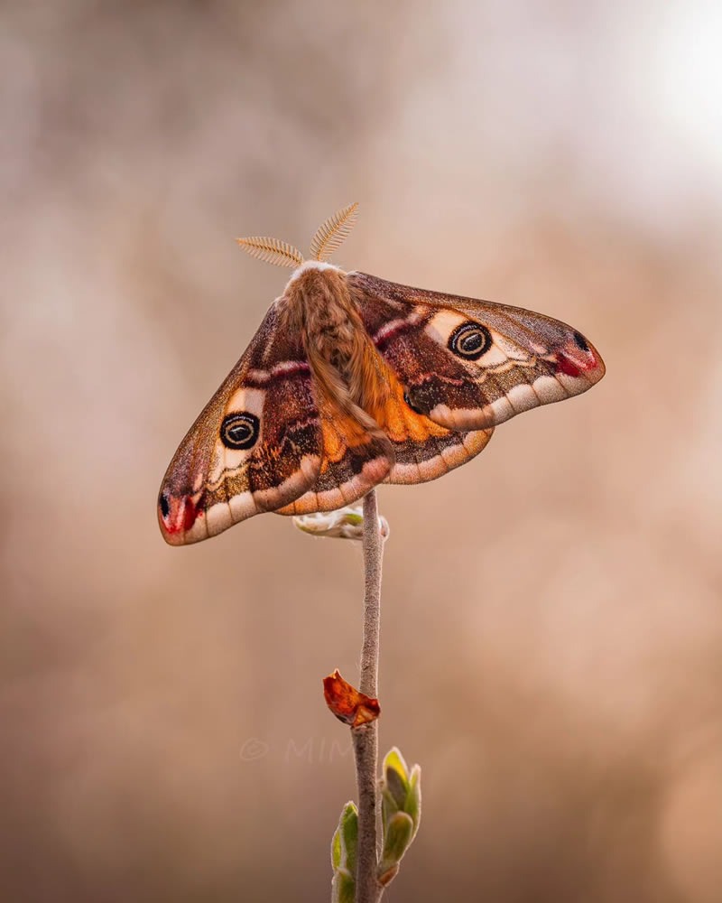 butterfly-macro-photography-michelle-gutjahr-10.jpg