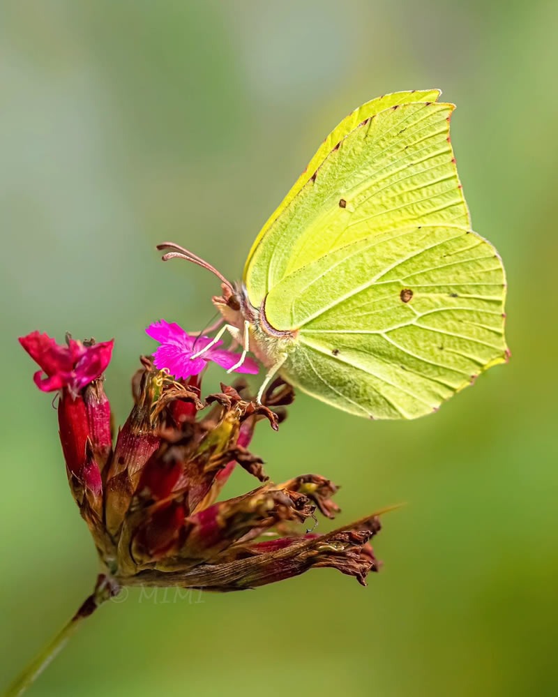 butterfly-macro-photography-michelle-gutjahr-11.jpg