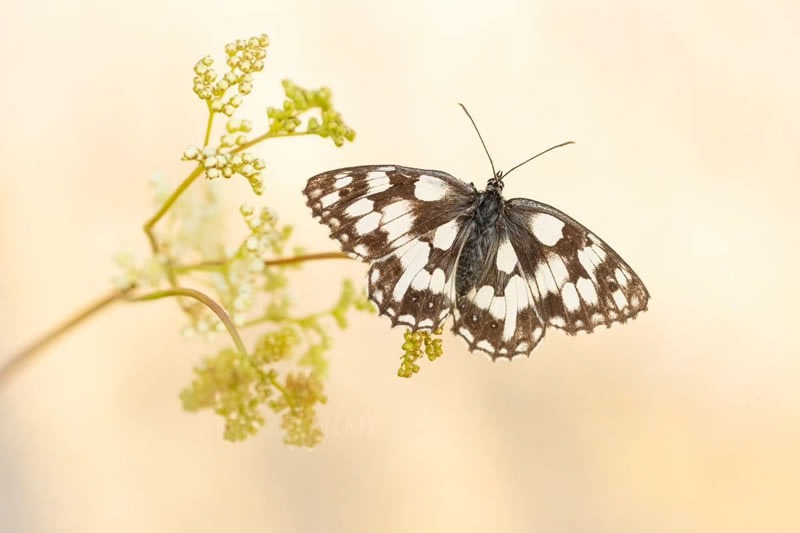 butterfly-macro-photography-michelle-gutjahr-12.jpg