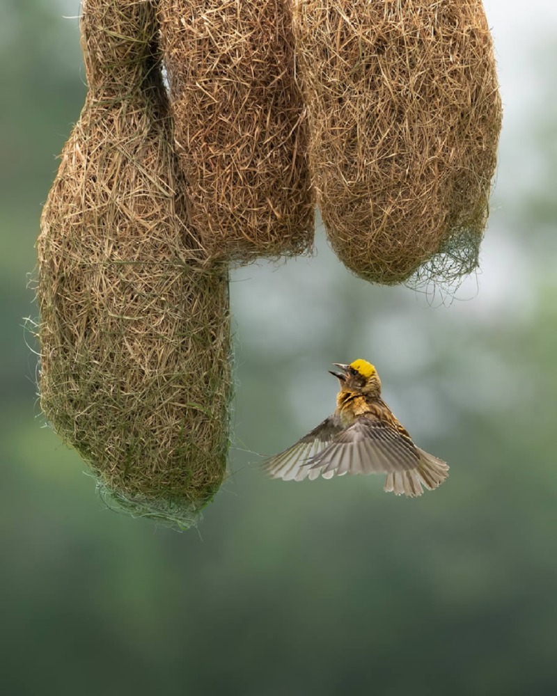 indian-bird-photography-mainak-halder-03.jpg