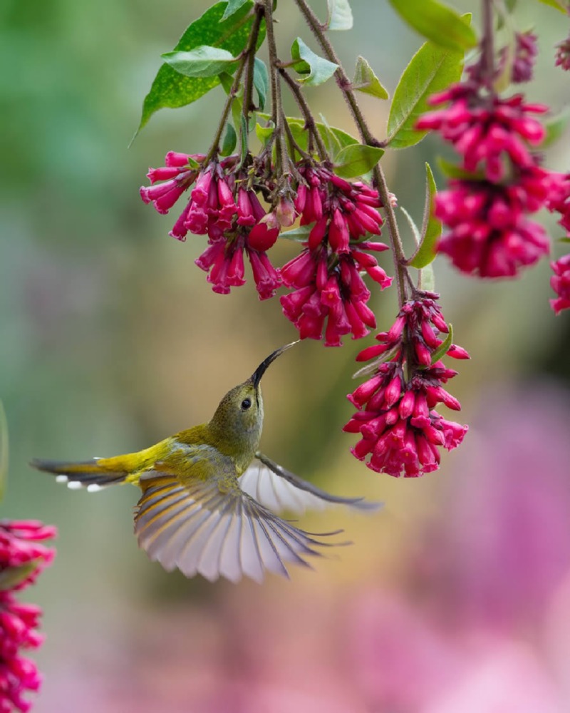 indian-bird-photography-mainak-halder-04.jpg