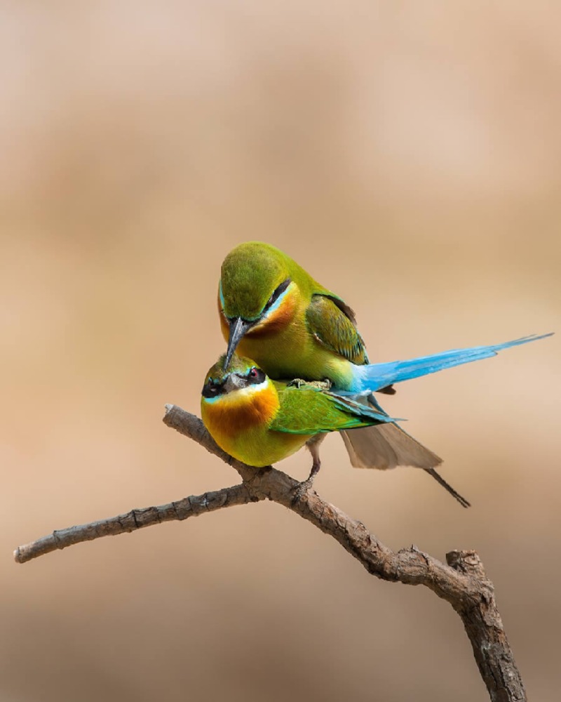 indian-bird-photography-mainak-halder-05.jpg