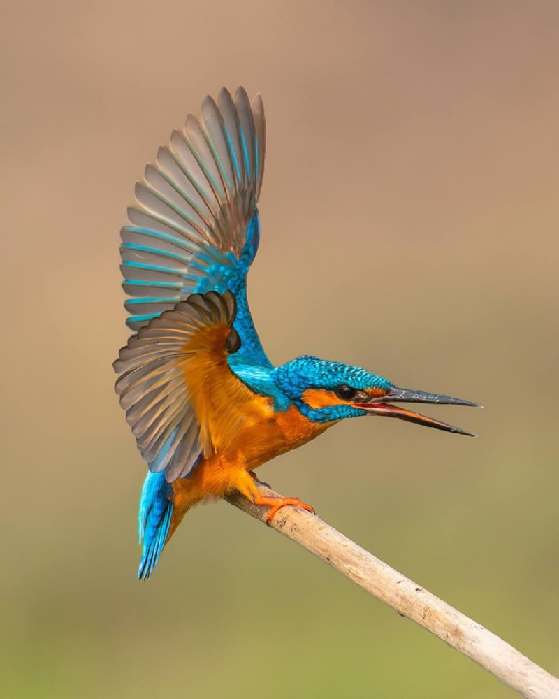 indian-bird-photography-mainak-halder-11.jpg