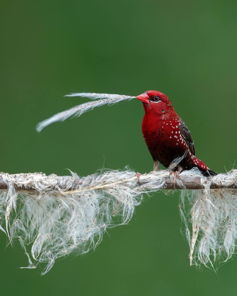 indian-bird-photography-mainak-halder-07.jpg