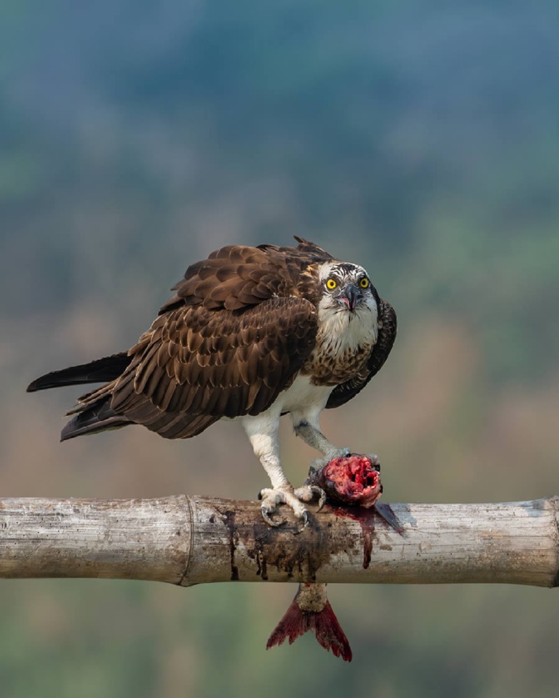 indian-bird-photography-mainak-halder-16.jpg