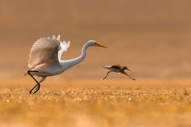 indian-bird-photography-mainak-halder-featured.jpg