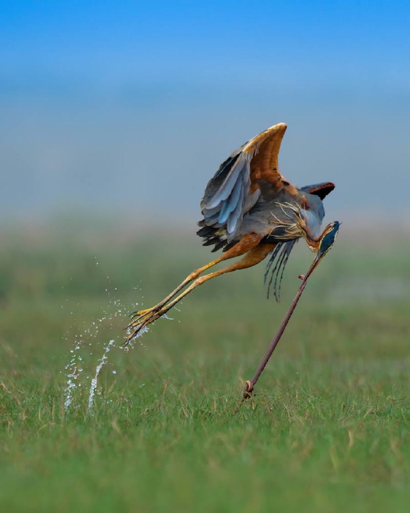 indian-bird-photography-mainak-halder-12.jpg