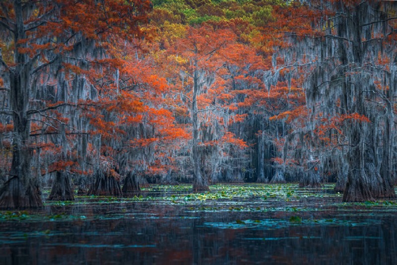 caddo-lake-light-colors-sarfraz-durrani-03.jpg