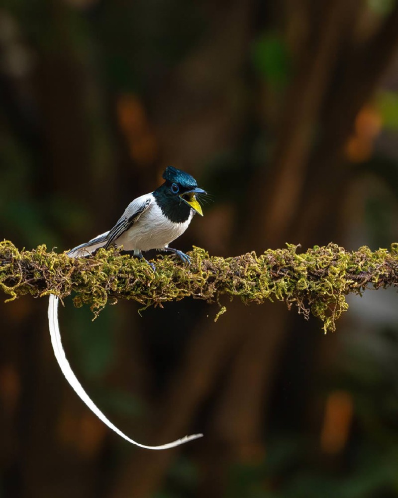 indian-bird-photography-ayush-singh-05.jpg