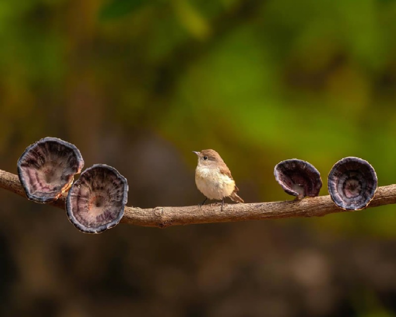 indian-bird-photography-ayush-singh-03.jpg