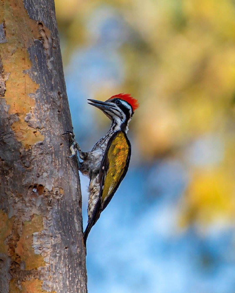 indian-bird-photography-ayush-singh-06.jpg