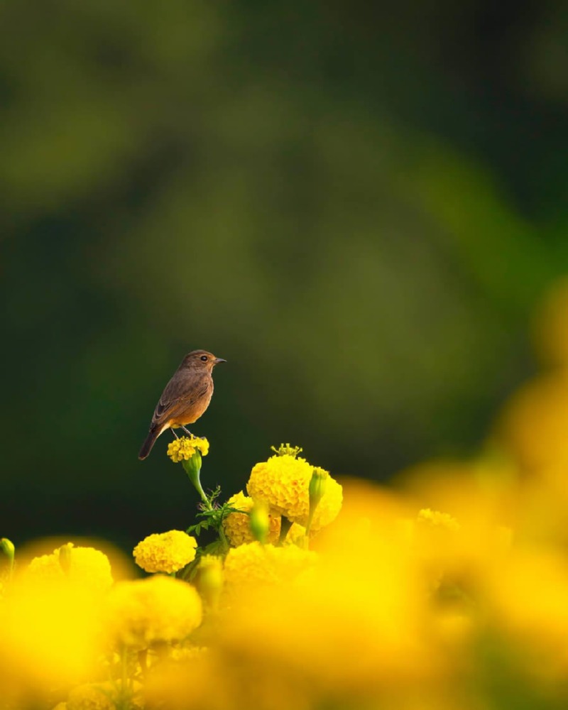 indian-bird-photography-ayush-singh-07.jpg