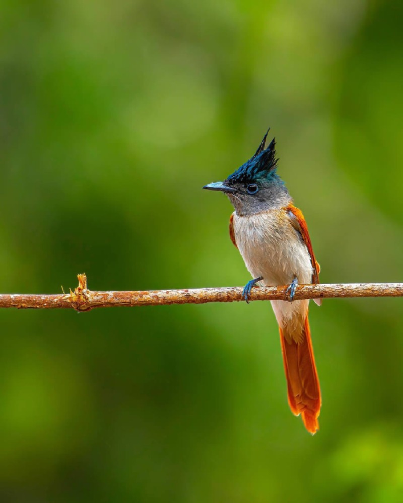 indian-bird-photography-ayush-singh-08.jpg