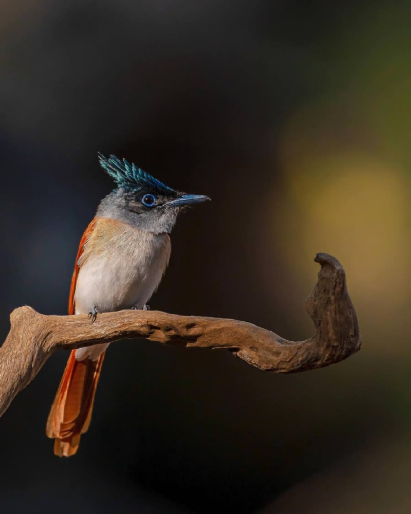 indian-bird-photography-ayush-singh-11.jpg