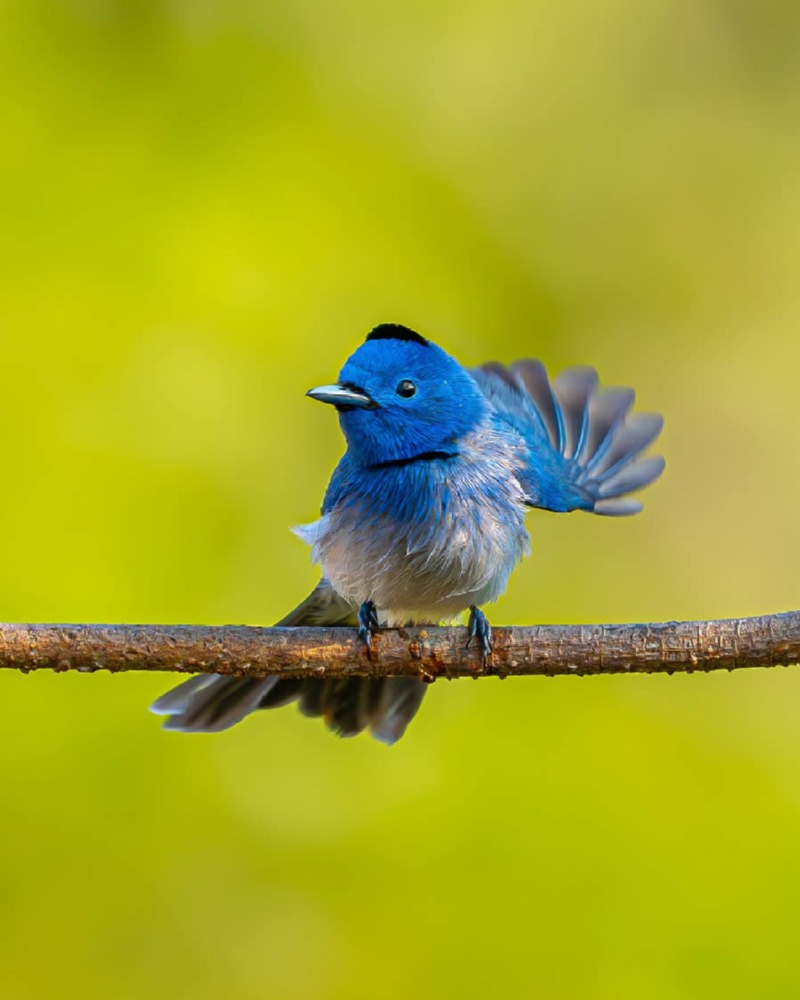 indian-bird-photography-ayush-singh-12.jpg