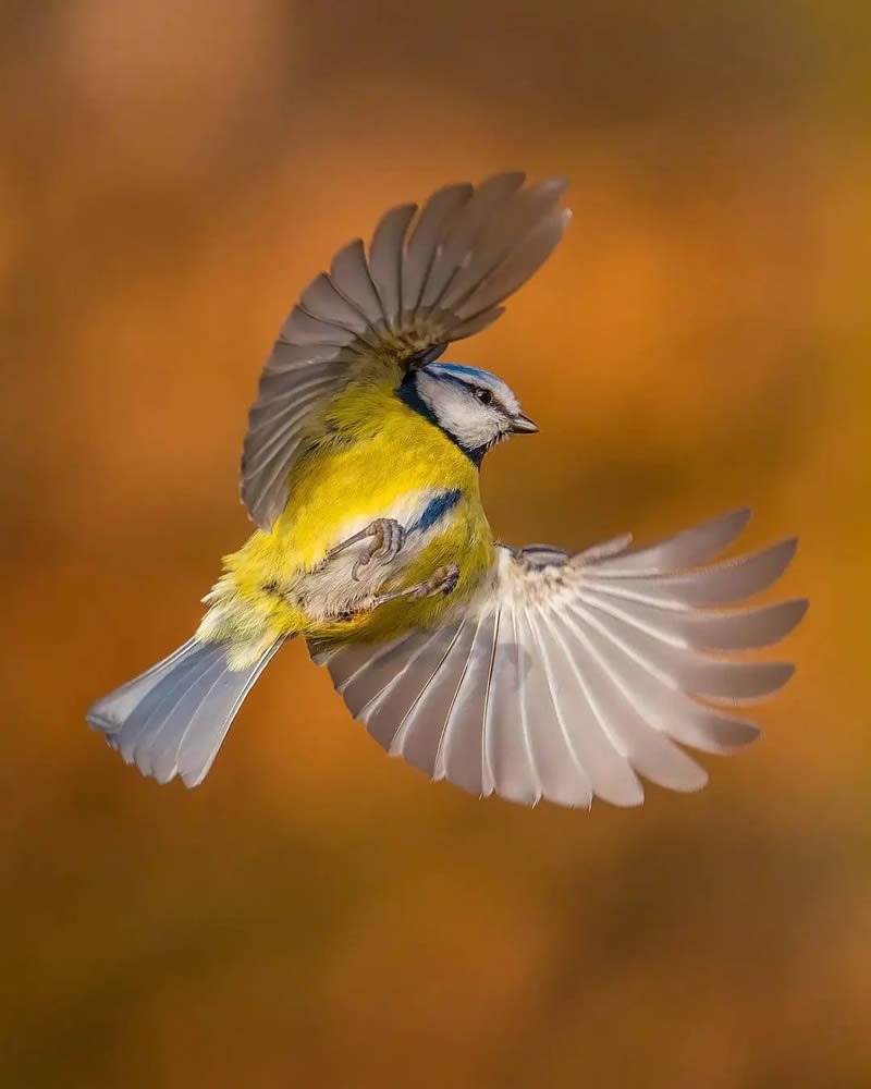 best-bird-photography-gallery-06.jpg