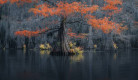 caddo-lake-light-colors-sarfraz-durrani-01.jpg