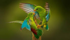 indian-bird-photography-ayush-singh-01.jpg