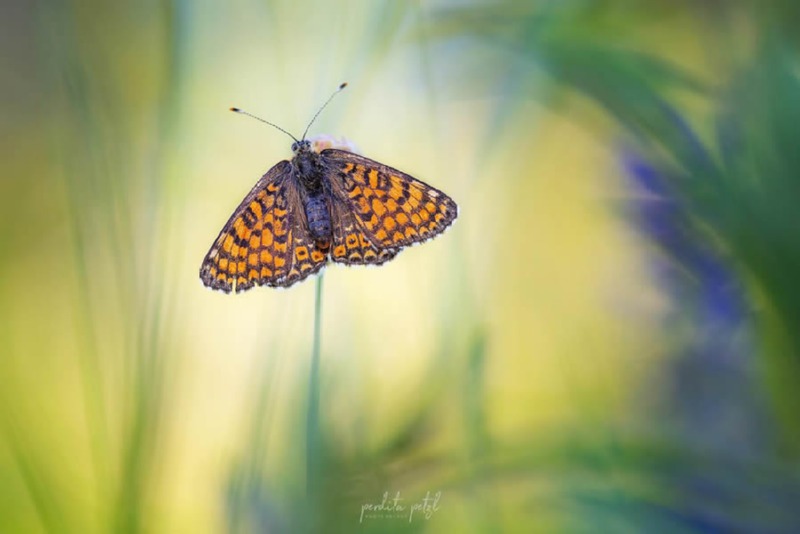 butterfly-nature-photography-perdita-petzl-01.jpg