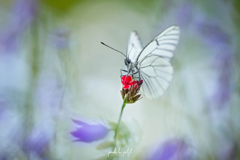 butterfly-nature-photography-perdita-petzl-02.jpg