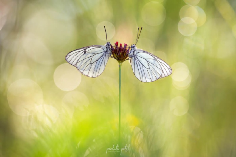 butterfly-nature-photography-perdita-petzl-03.jpg