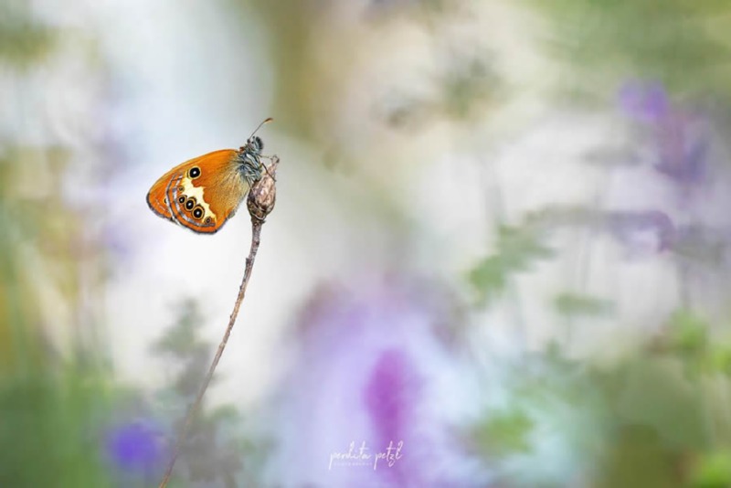 butterfly-nature-photography-perdita-petzl-07.jpg