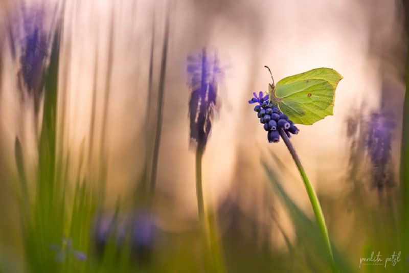 butterfly-nature-photography-perdita-petzl-08.jpg