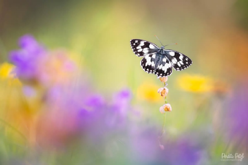 butterfly-nature-photography-perdita-petzl-11.jpg