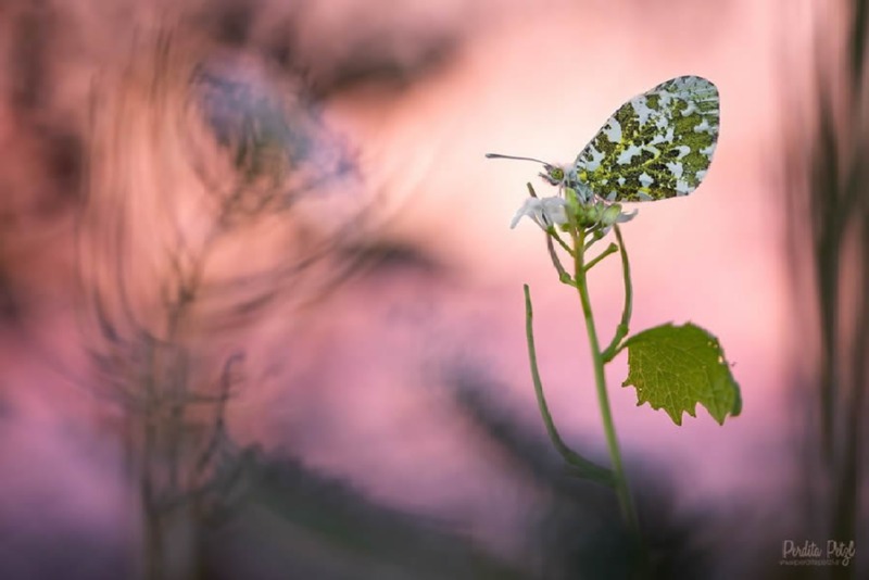 butterfly-nature-photography-perdita-petzl-10.jpg