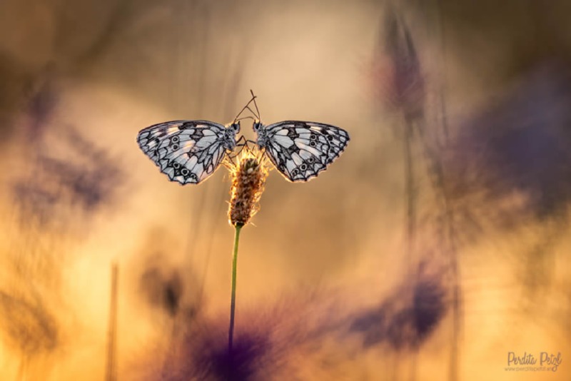 butterfly-nature-photography-perdita-petzl-09.jpg