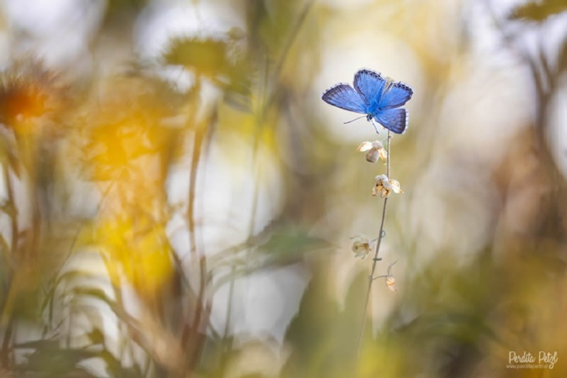 butterfly-nature-photography-perdita-petzl-12.jpg