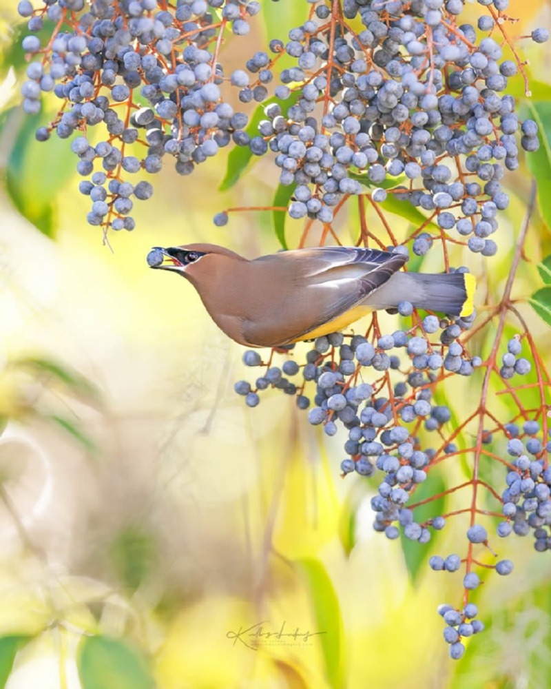 bird-photography-kelley-luikey-12.jpg