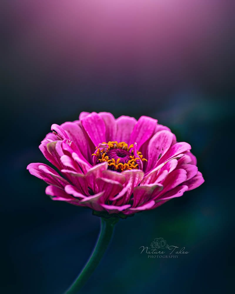 flower-photography-elien-van-moerzeke-01.jpg