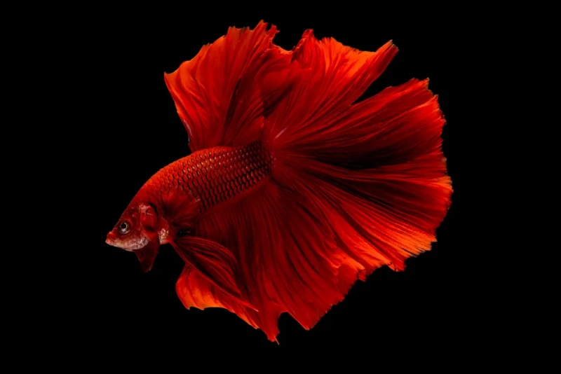 Betta-splendens.webp