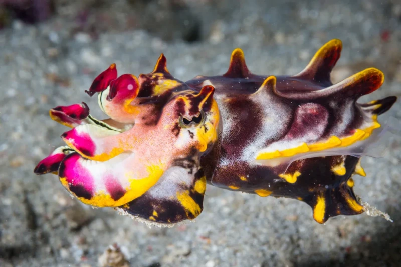 GettyFlamboyant-cuttlefish.webp