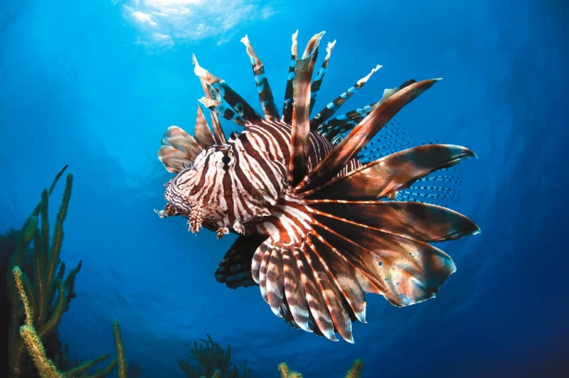 lionfish.webp