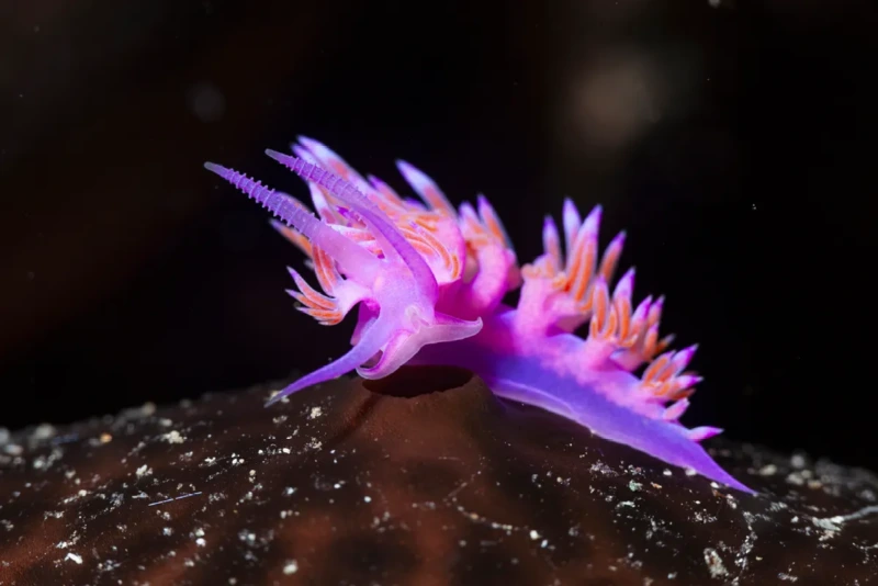 nudibranchs-are-the-most-beautiful-animals-in-the-world.webp