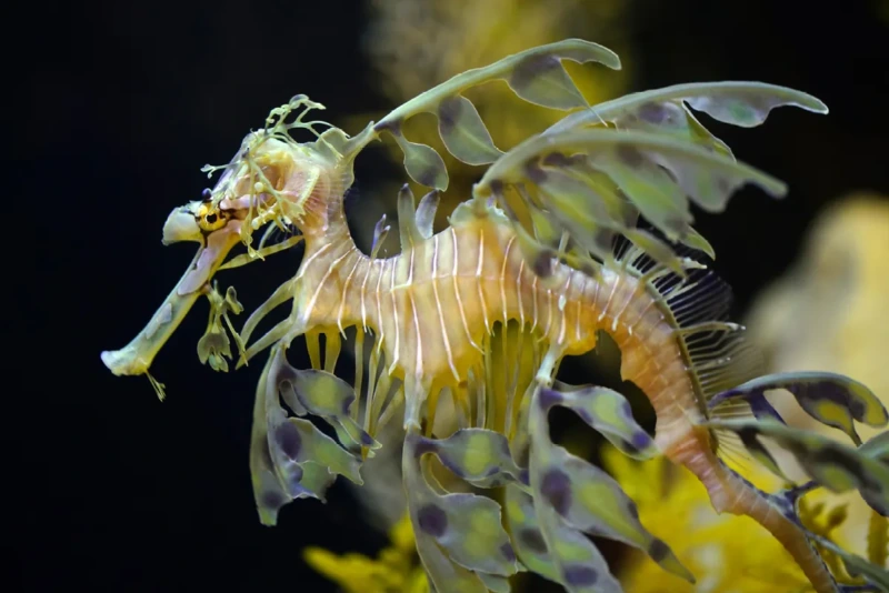 Leafy-sea-dragon.webp