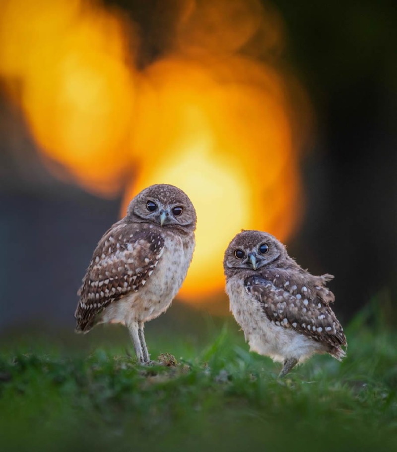 bird-photography-owls-theodore-emery-01.jpg