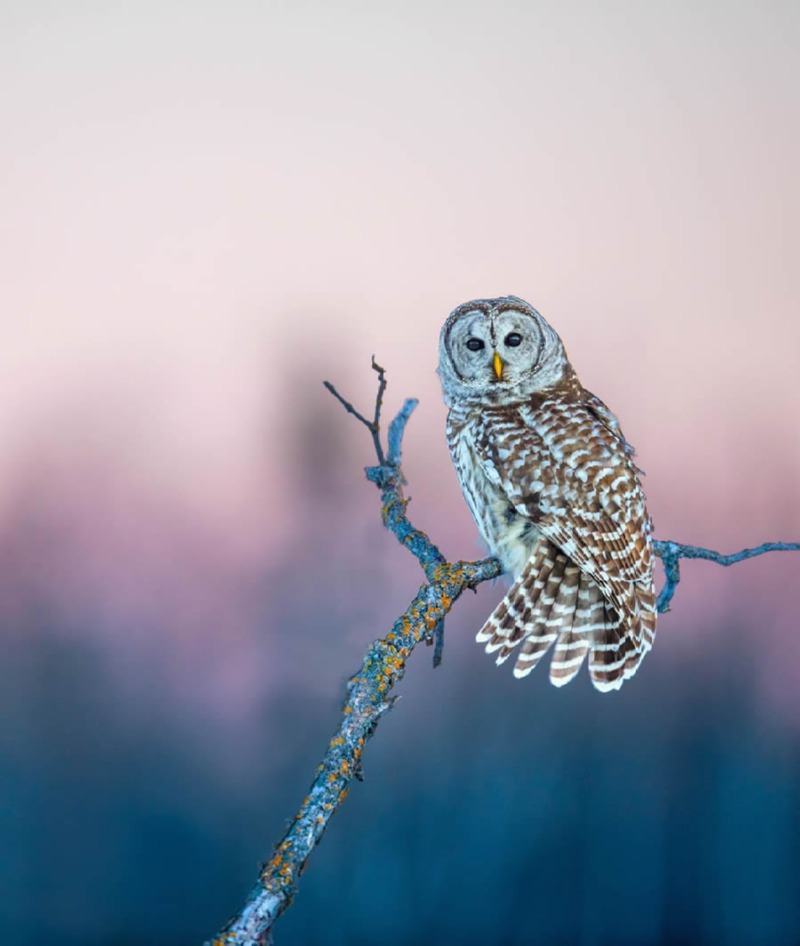 bird-photography-owls-theodore-emery-04.jpg