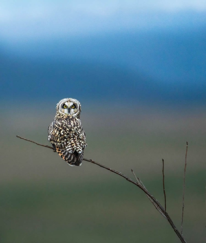 bird-photography-owls-theodore-emery-05.jpg