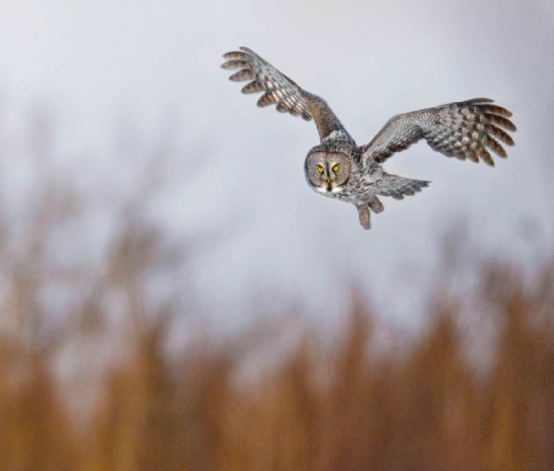 bird-photography-owls-theodore-emery-09.jpg