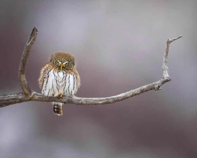 bird-photography-owls-theodore-emery-11.jpg